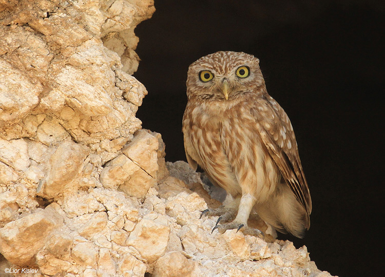      Little Owl Athene noctua  ,Wadi Meytzar ,Golan ,Israel 16-07-11.Lior  Kislev                                                 